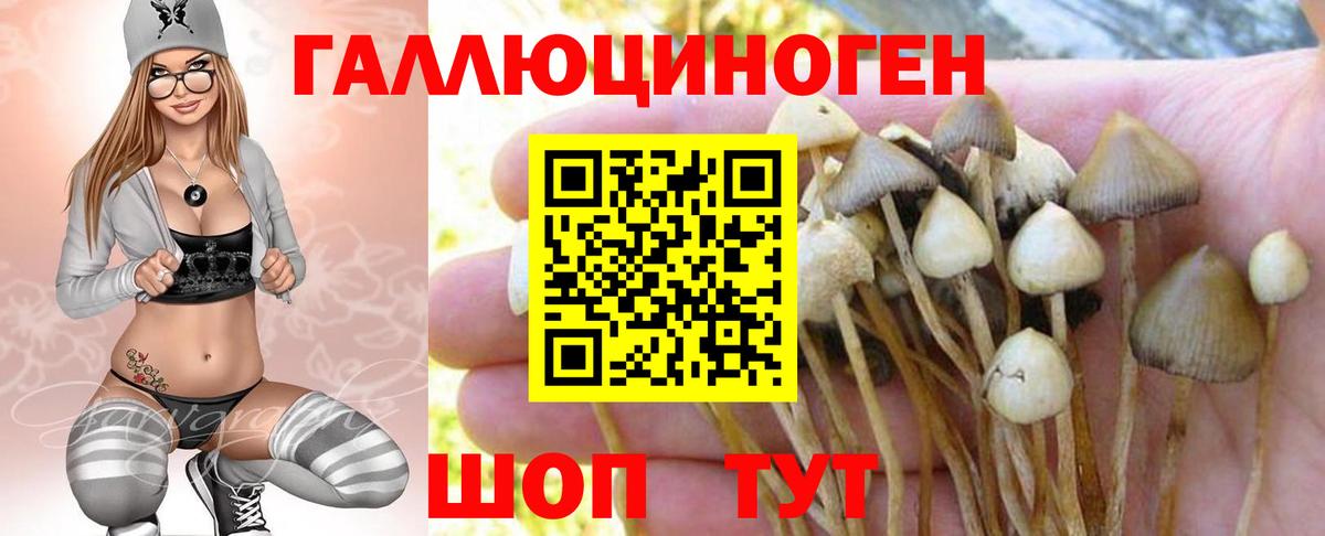Галлюциногенные грибы Psilocybine cubensis Будённовск